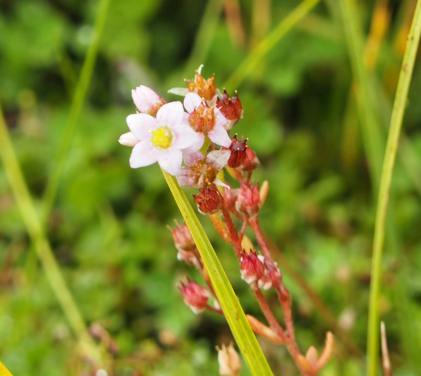 Stonecrop, Marsh fruit